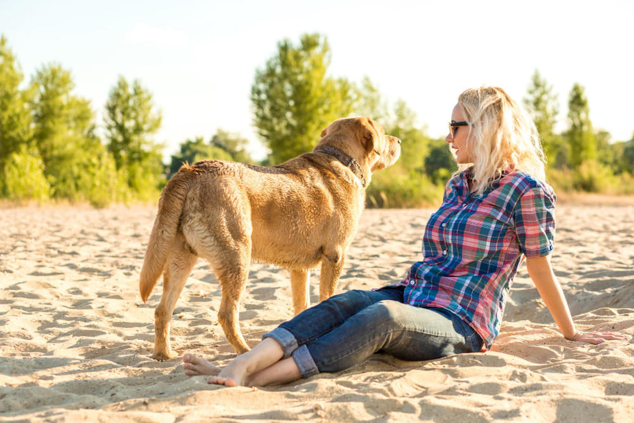 ¿Qué llevar a una playa de perros?