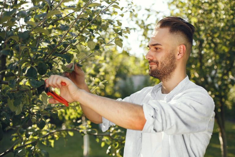 ¿Cuándo podar los árboles de hoja perenne?
